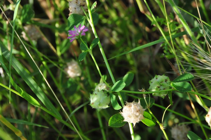 Trifolium pratense e Trifolium resupinatum